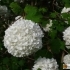 Viburnum opulus 'Roseum' -- Gartenschneeball